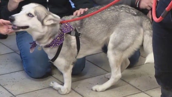 Dogs seized from Chandler home united with rescues