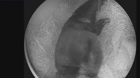 How Florida Black bears spend the winter