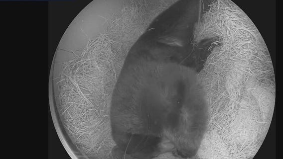 How Florida Black bears spend the winter