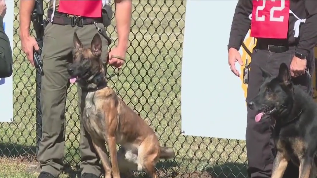 Police K-9 competition in Manatee County