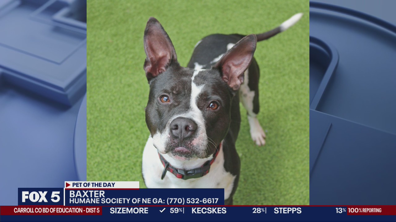 Pet of the Day from Humane Society of NE Ga