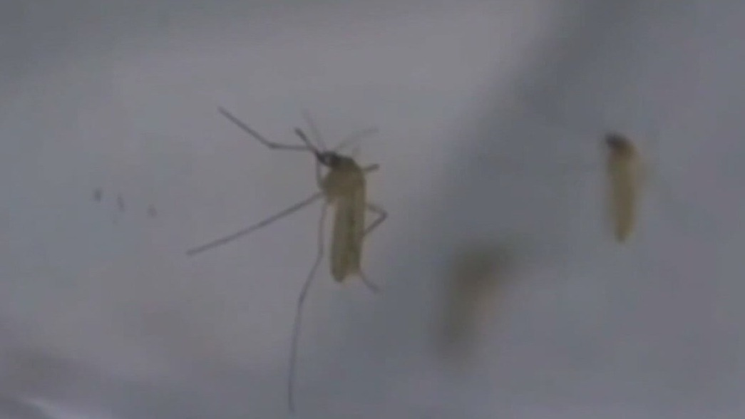 Bay Area county sees uptick in West Nile virus cases