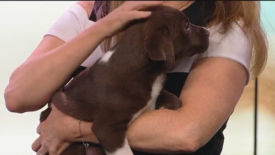 National Puppy Day with the Houston SPCA