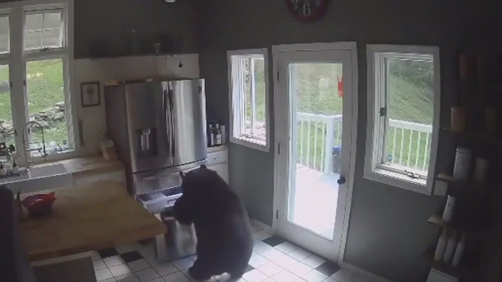 Bears get snack in family's kitchen