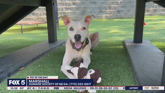Pet of the Day from the Humane Society of Northeast Georgia