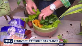 Celebrating St. Patrick's Day with some green plant love