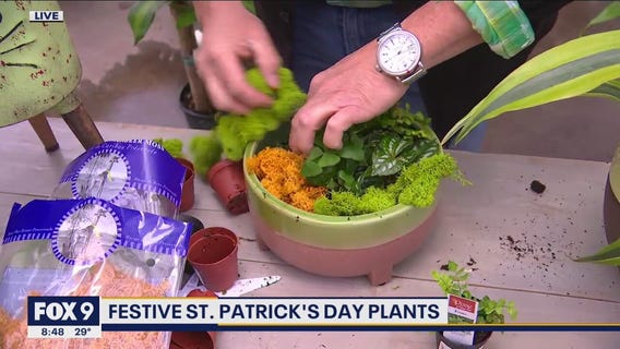 Celebrating St. Patrick's Day with some green plant love