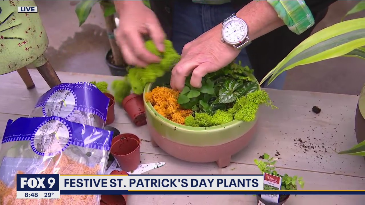 Celebrating St. Patrick's Day with some green plant love