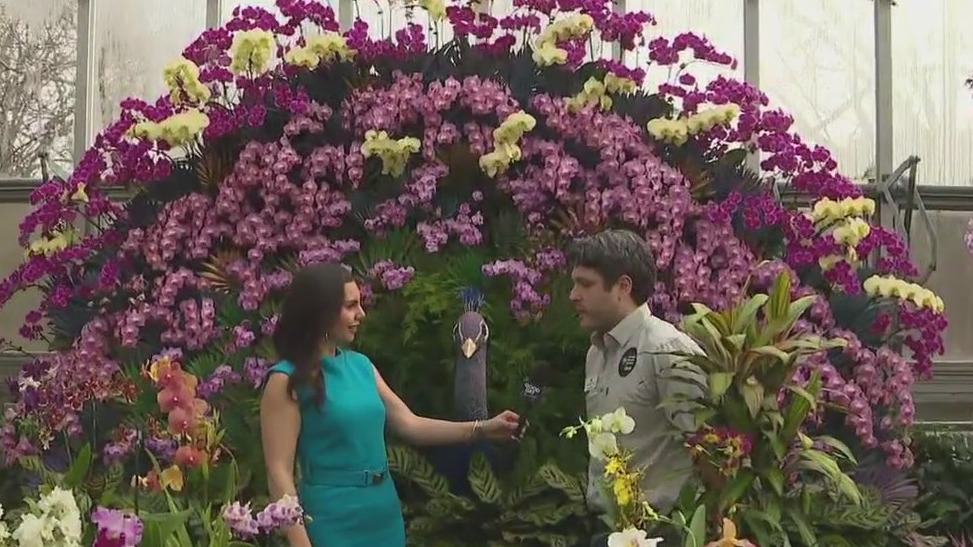 Catch The Orchid Show at the Chicago Botanic Garden