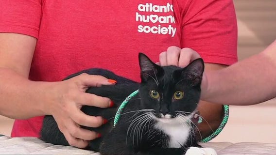 Meet Woody: Our Pet of the Day