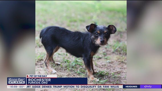 Pets of the Day from Furkids