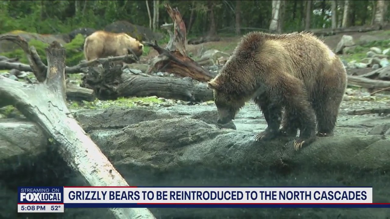 Grizzly bears returning to North Cascades