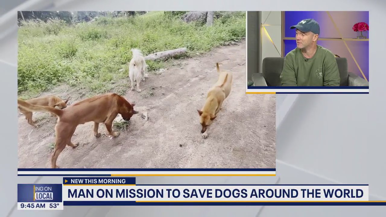 Man on a mission to save dogs around the world with Happy Doggo