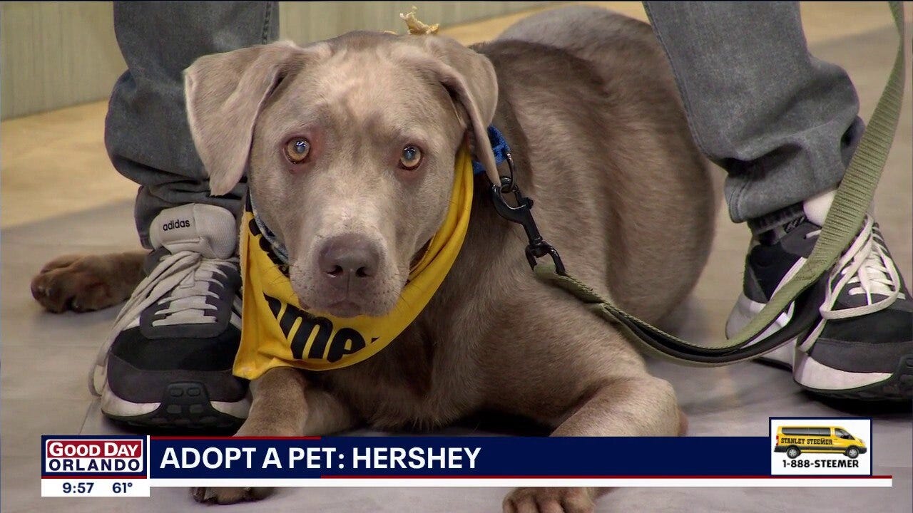 Adopt a Pet: Meet Hersey