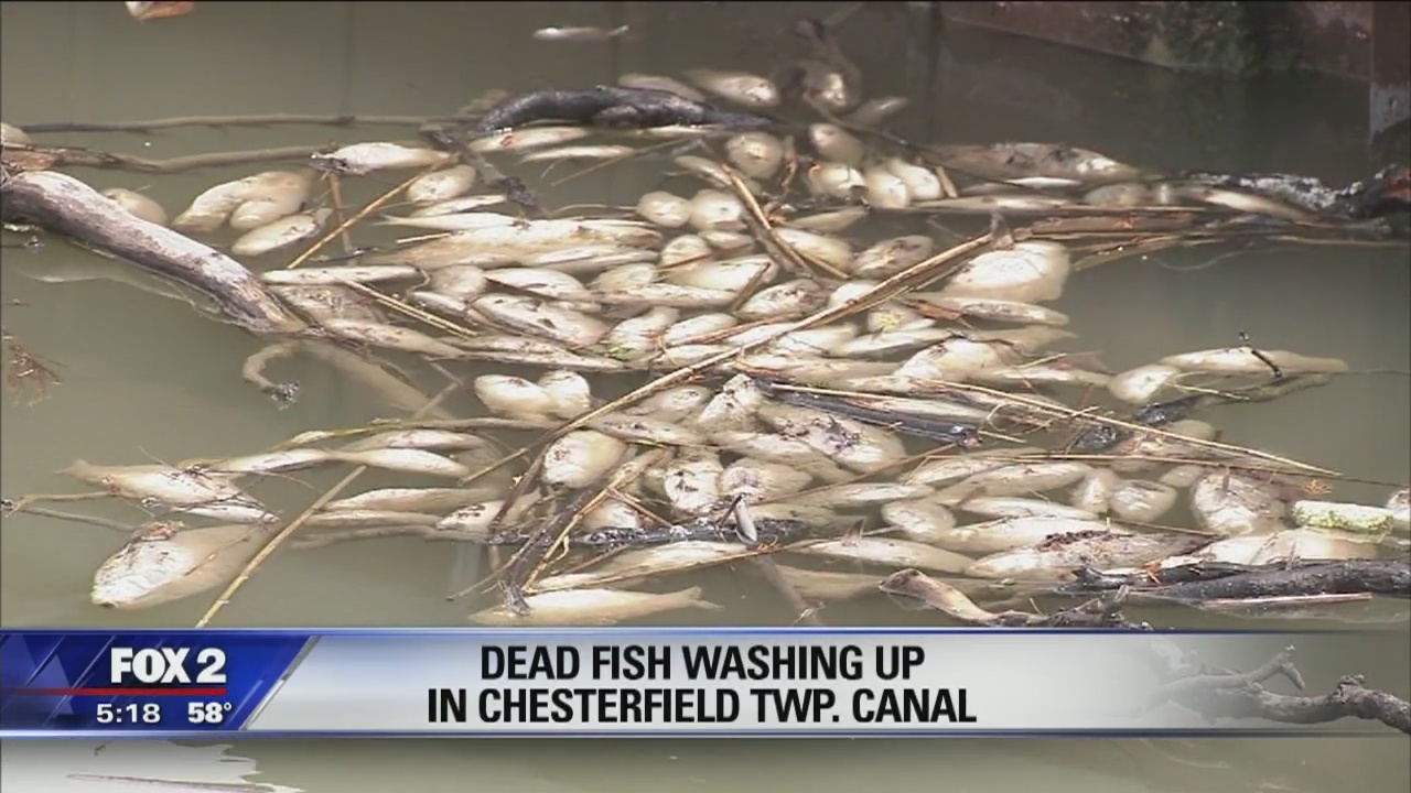 Hundreds of dead fish mysterious washing up in Chesterfield Twp. canal