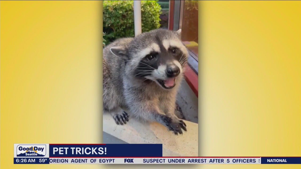 Pet Tricks for Friday, October 13