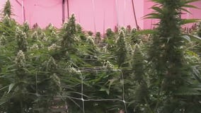 Texas: The Issue Is ? Expanding state's compassionate use program