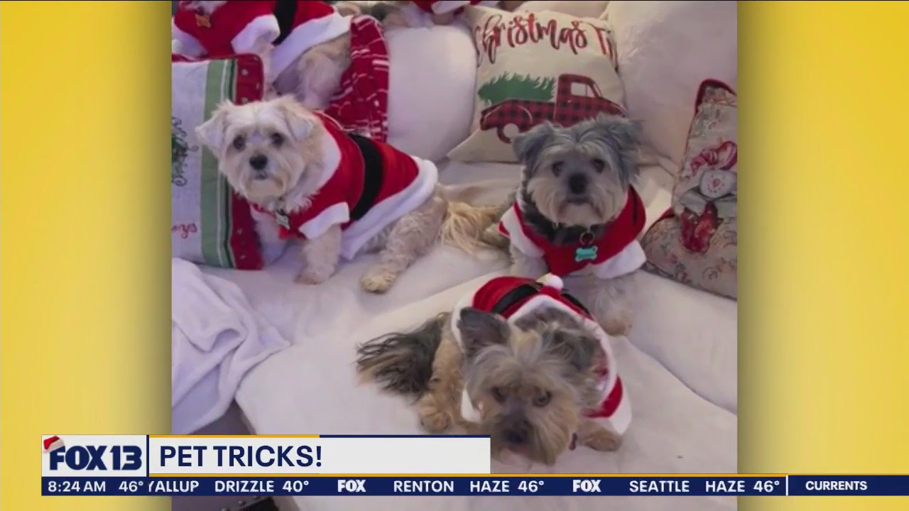 Pet Tricks for Monday, December 25