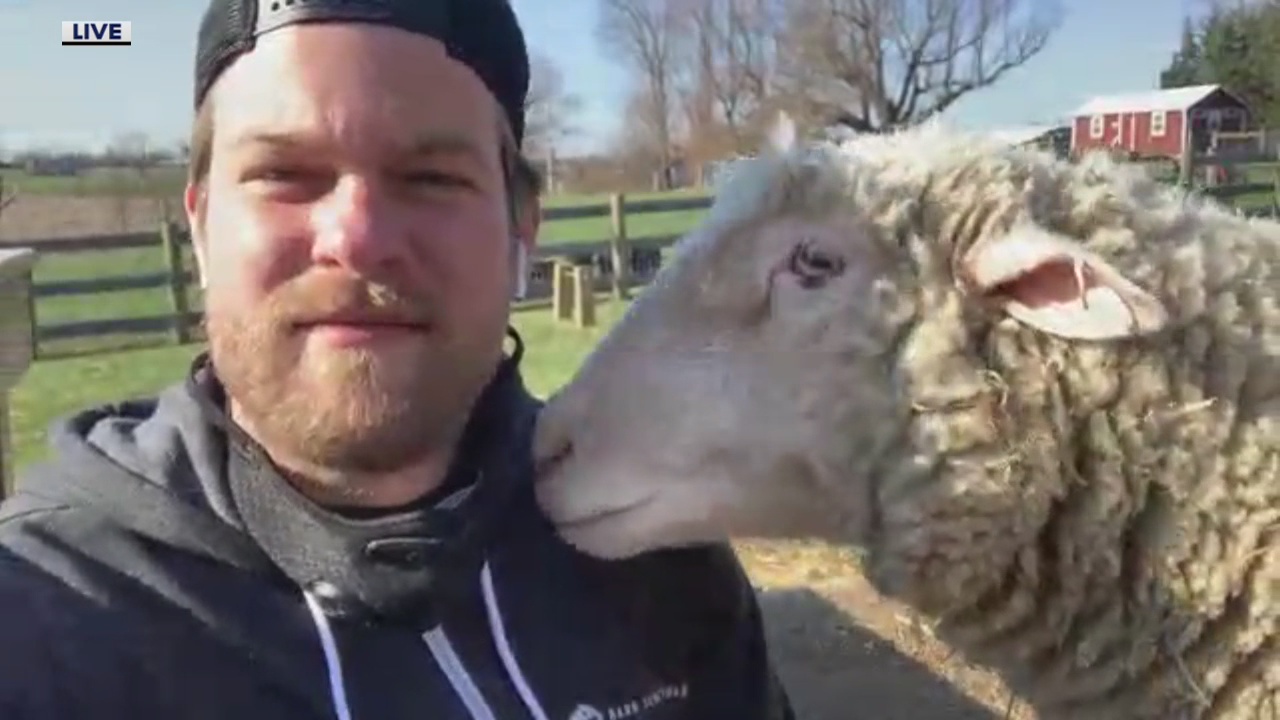 'Saved by the Barn' Michigan native talks about new show on Animal Planet