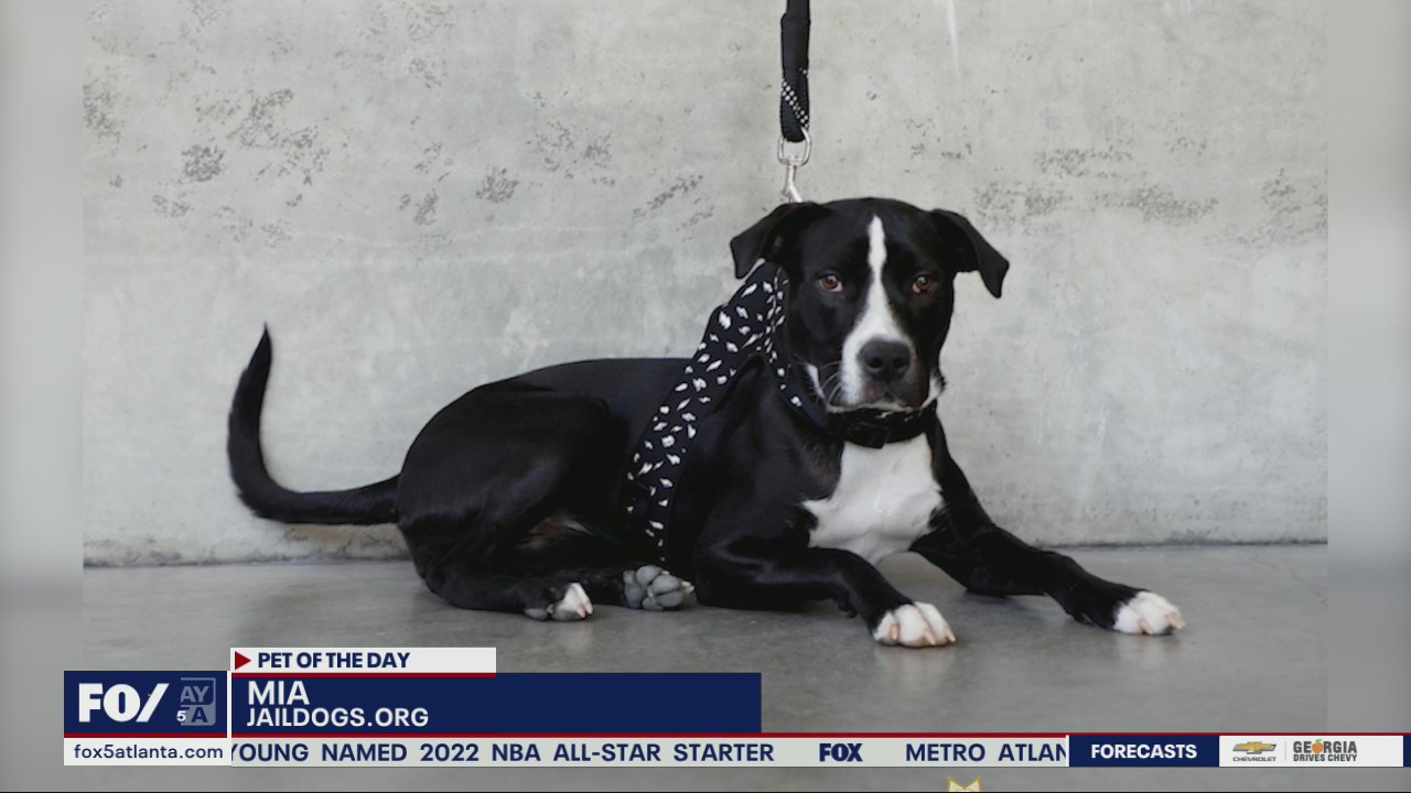 Pet of the Day from the Gwinnett County Sheriff's Jail Dogs program