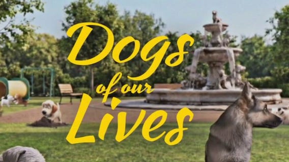 Dogs of our lives