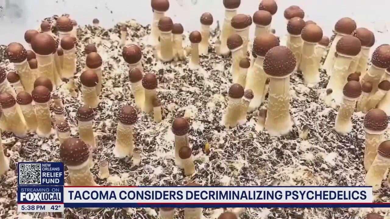 Tacoma considers decriminalizing psychedelics