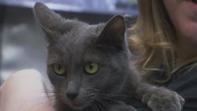 Cat of the Weekend: Bowie at Austin Pets Alive!