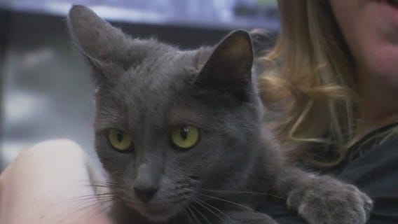 Cat of the Weekend: Bowie at Austin Pets Alive!