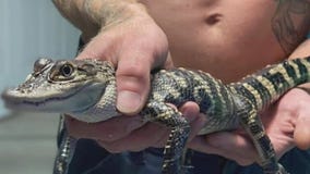 Alligator found in Kenosha, 'Chomper' returned to his home