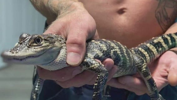 Alligator found in Kenosha, 'Chomper' returned to his home