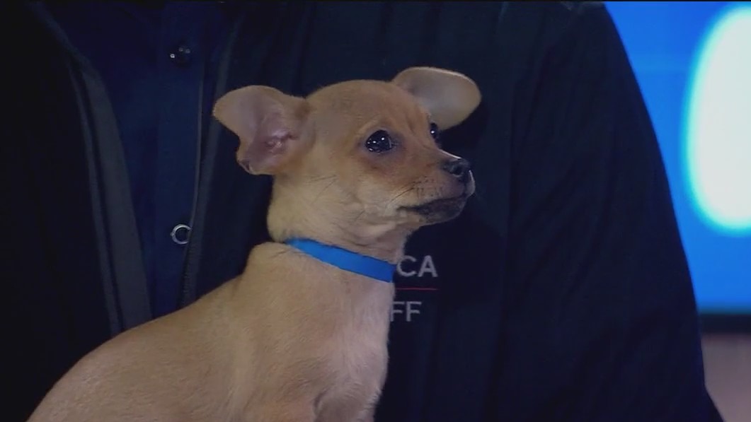 Celebrating National Dog Day with the San Francisco SPCA