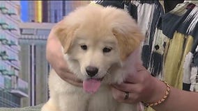 Meet Pepper: Our Pet of the Day