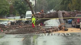 Downed tree smashes car in Westlake
