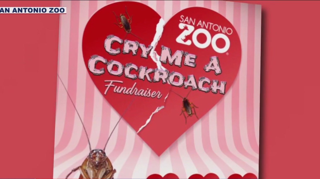 Name a cockroach after your ex