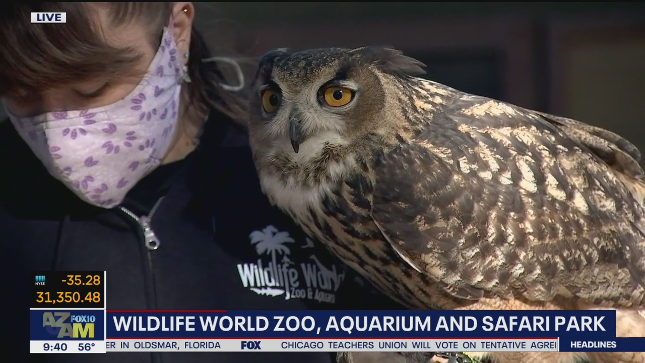 Critter Corner: Eurasian Eagle Owl