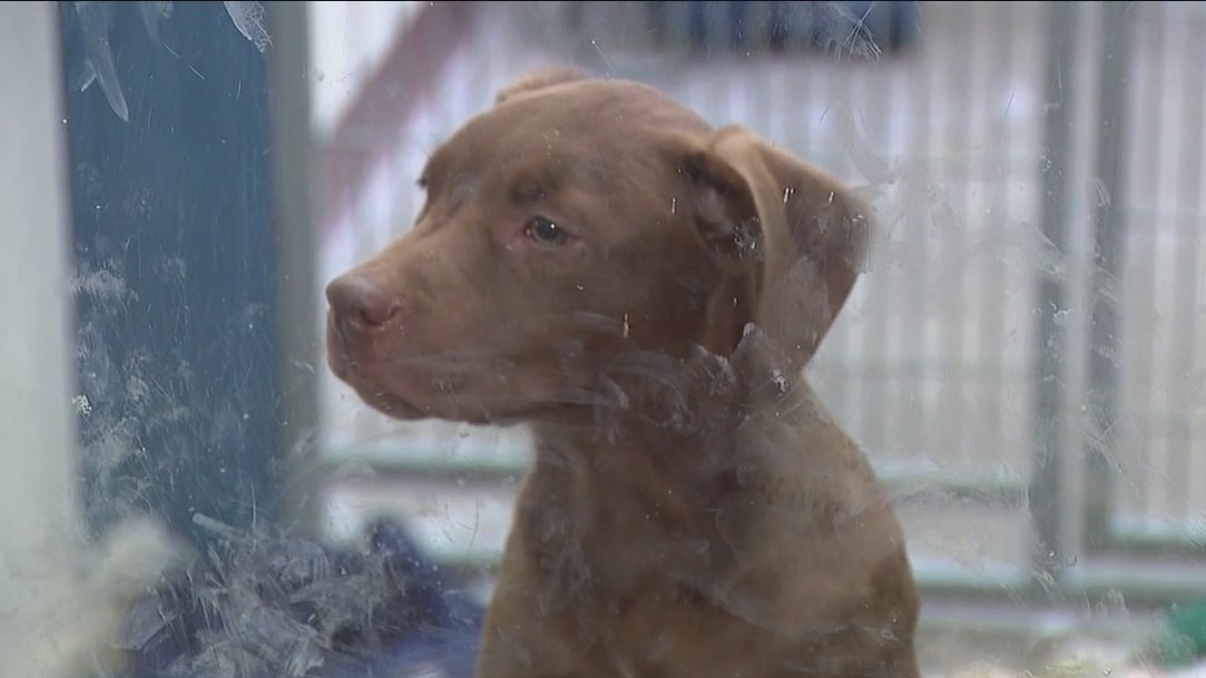 Potentially deadly virus for dogs on the rise across Arizona