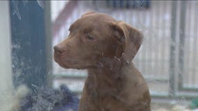 Potentially deadly virus for dogs on the rise across Arizona