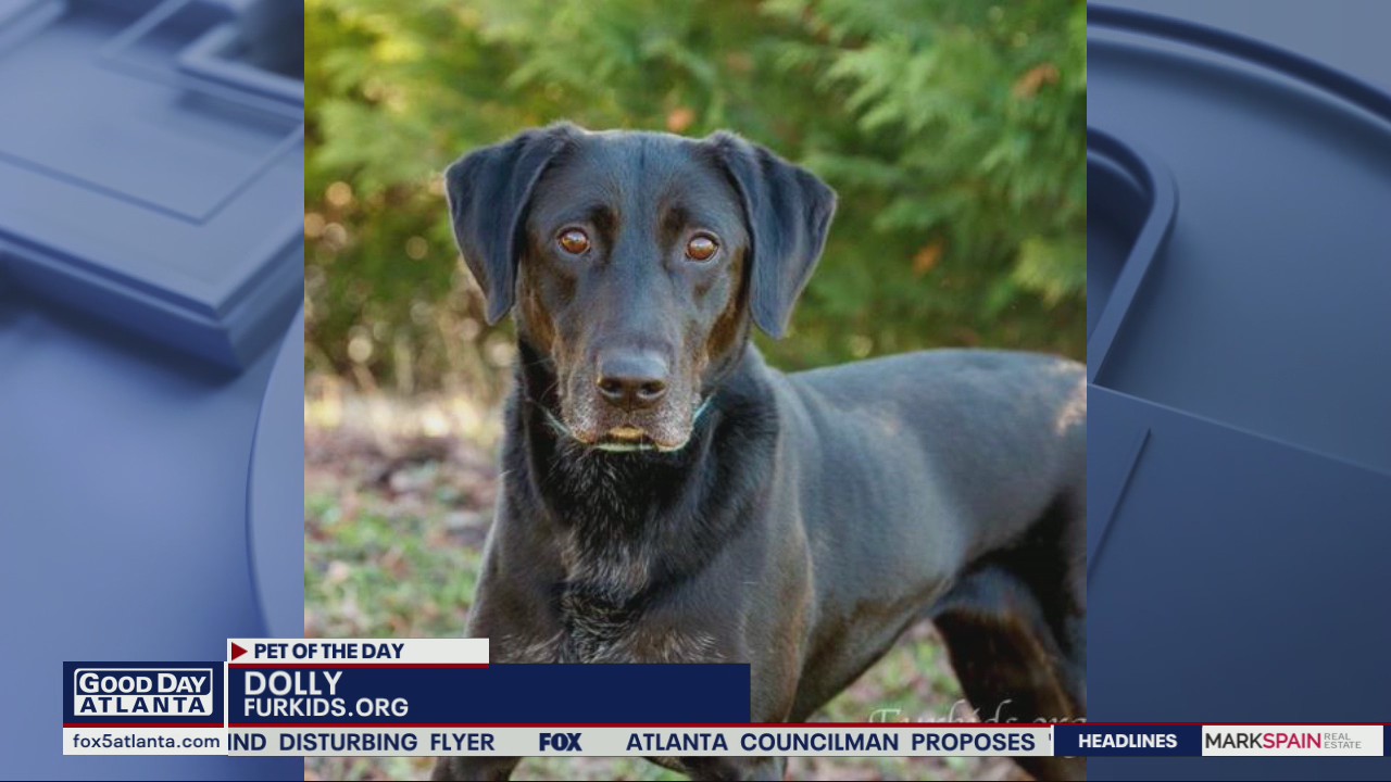 Pet of the Day from FurKids