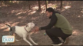 Pet owners turn to virtual dog training amid pandemic