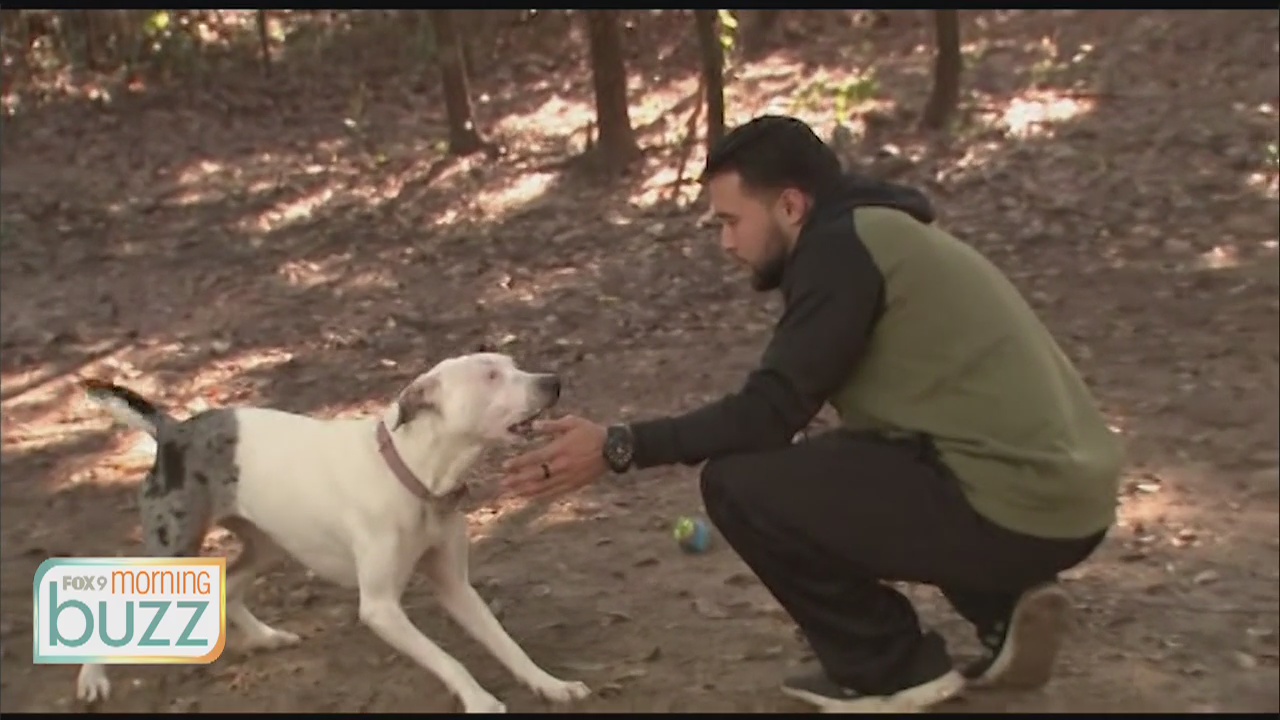 Pet owners turn to virtual dog training amid pandemic