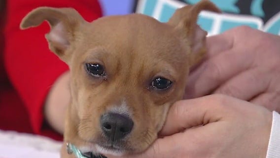 Meet Elliot: Our Pet of the Day