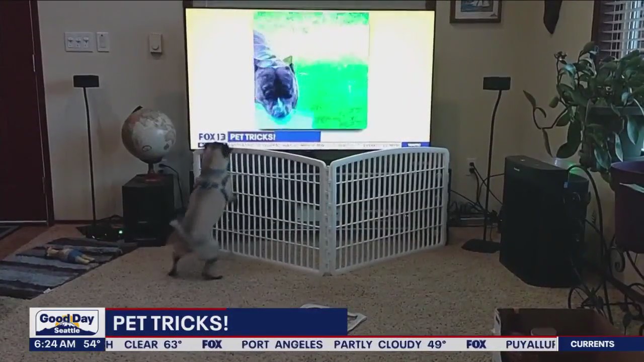 Pet Tricks for Thursday, October 19
