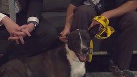 Monroe: Pflugerville Animal Welfare Services