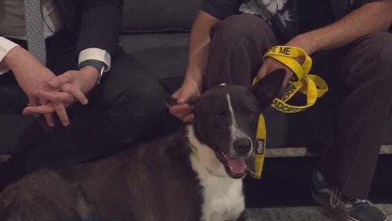 Monroe: Pflugerville Animal Welfare Services