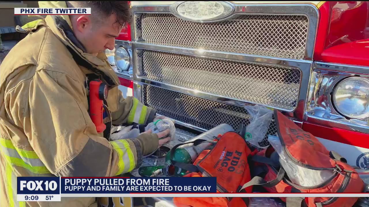 Unconscious dog rescued by Phoenix fire crews during house fire | FOX ...