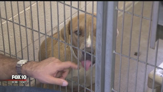 Some animals surrendered at Maricopa County Animal Care and Control during overnight hours