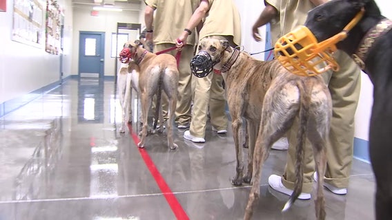 Prison program pairs inmates with greyhounds to prepare them for life after the tracks