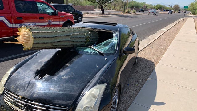 PCSD: Saguaro busts through car windshield in Tucson crash; driver possibly impaired