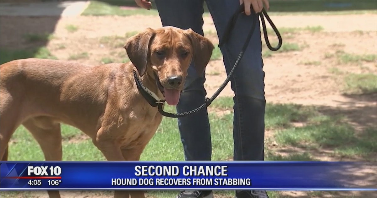 Dog allegedly stabbed by owner gets second chance at life | FOX 10 Phoenix
