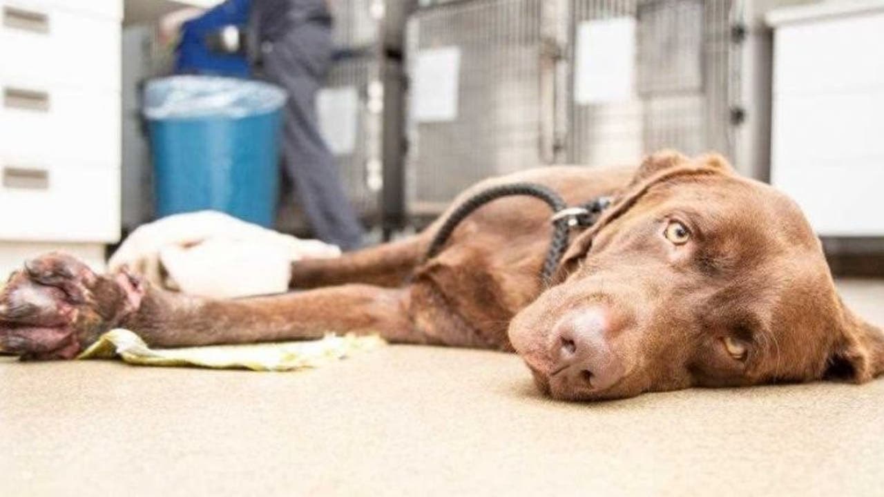 New animal abuse law goes into effect in Arizona; abusers can now be charged with higher felony New animal abuse law goes into effect in Arizona; abusers can now be charged with higher felony